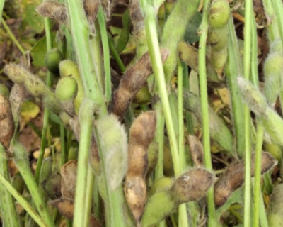 Produtores de soja no mdio norte de Mato Grosso enfrentam preocupaes com a podrido de gros