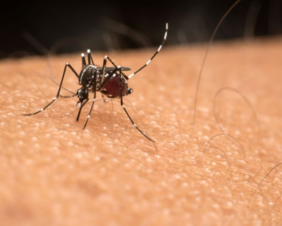 Vacinao em massa contra dengue no ocorrer em 2025