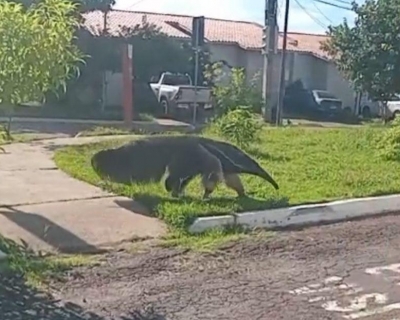 Batalh�o Ambiental resgata tamandu�-bandeira encontrado em condom�nio