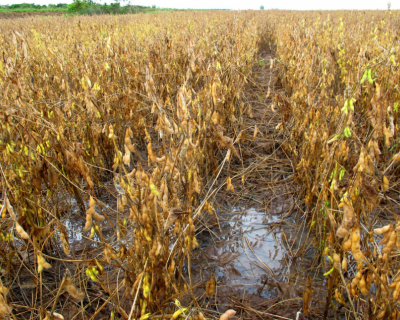 Chuvas intensas em Mato Grosso prejudicam colheita de soja e milho e preocupam produtores