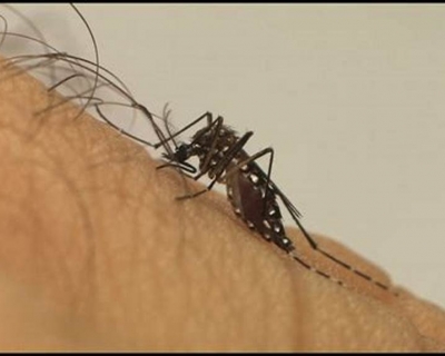 SES divulga painel de monitoramento para infeces transmitidas pelo mosquito Aedes Aegypti em MT