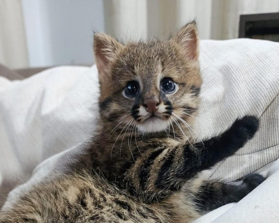 Filhote de gato palheiro � resgatado em lavoura e passa por avalia��o m�dica em V�rzea Grande