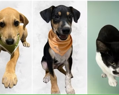 Feira de adoo de animais  realizada nesse sbado (8) no Parque Tia Nair em Cuiab