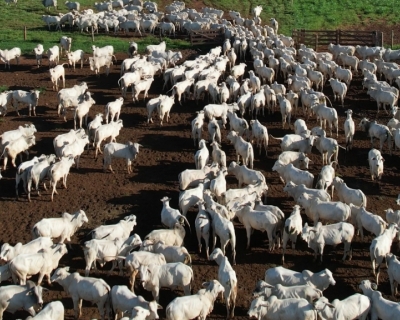 INTEGRAO PECURIA-LAVOURA: Agricultura  a nova aliada dos criadores em Mato Grosso