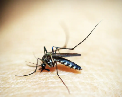Opas emite alerta para risco de surtos de dengue 3 nas Amricas