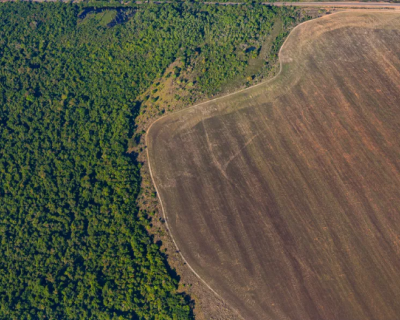 Desmatamento na Mata Atl�ntica avan�a impulsionado por atividades ilegais