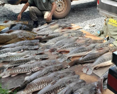 Sema doa mais de 1,2 tonelada de pescado apreendido para institui��es beneficentes em MT