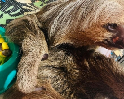 Bicho-pregui�a e capivara s�o devolvidos � natureza em �rea de soltura de Sorriso