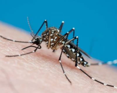 SES alerta para aes de preveno  dengue, zika e chikungunya