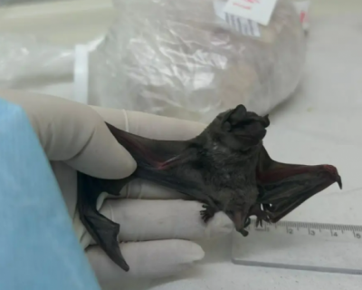 Novo coronavrus semelhante ao Mers  encontrado na Amrica do Sul