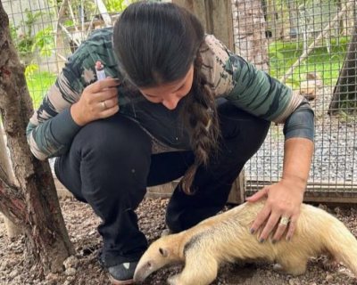 Sema-MT busca novos guardi�es para animais silvestres que n�o podem retornar � natureza