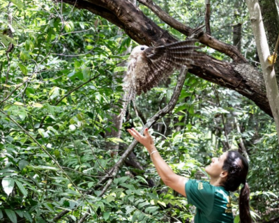 Sema-MT devolve � natureza urutau, maria-faceira e gamb� ap�s reabilita��o