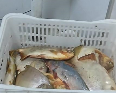 Sema e PM apreendem 13,8kg de pescado irregular durante o Carnaval em Bar�o de Melga�o