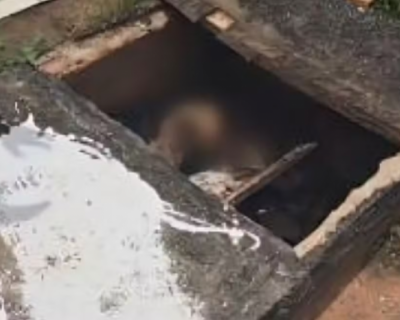 Cabea de porco e corpo esquartejado so encontrados em tmulo violado em MT