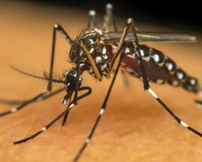 Mais de 80% dos imveis vistoriados em Cuiab tm criadouros do Aedes aegypti, aponta levantamento