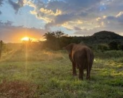 Elefanta Lady morre em santurio de Chapada aos 56 anos