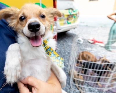 Evento do Dia Mundial da �gua ter� grande a��o para ado��o de animais