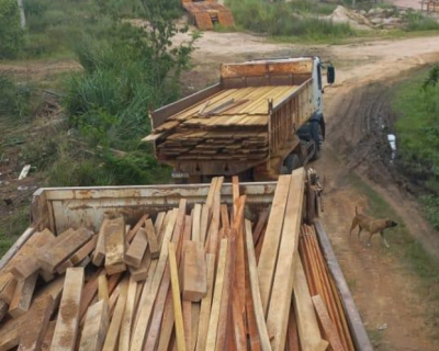 Sema apreende madeira irregular e multa propriet�rio em mais de R$ 73,7 mil em MT