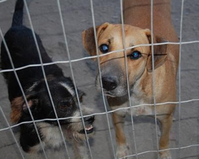  MP notifica Prefeitura de gua Boa para construo de canil municipal e aes de proteo animal