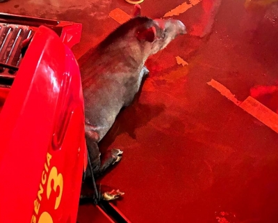 Corpo de Bombeiros realizou 933 resgates de animais silvestres e dom�sticos em MT