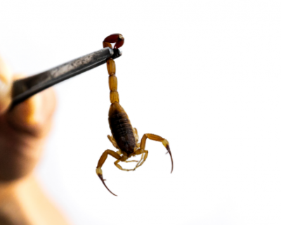 Acidentes com animais peonhentos aumentam mais de 60% em 2025