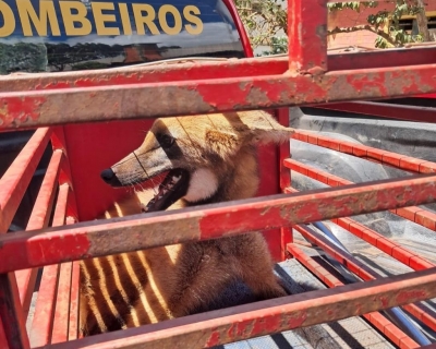 Corpo de Bombeiros resgata lobo-guar que ficou preso em restaurante em Jaciara