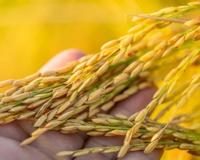 Arroz importado chegar em at 40 dias, estima ministro da Agricultura
