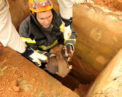 Filhotes de co abandonados em bueiro so resgatados pelos bombeiros