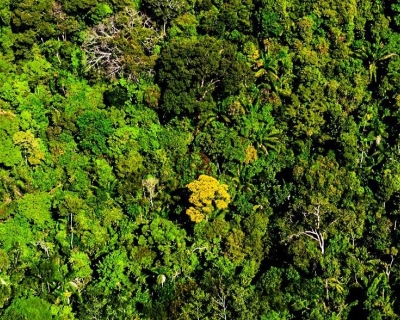 Mato Grosso cria fundo para receber doaes de quem diz que quer preservar florestas