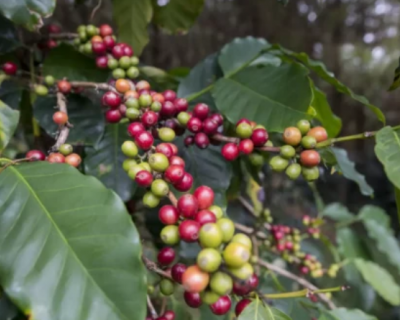 Produ��o de caf� no Brasil deve crescer 2,7% em 2025