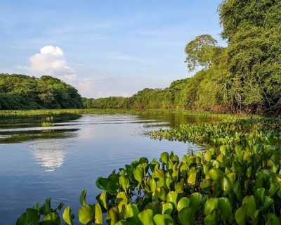 Deciso do STF sobre o Pantanal: Congresso Tem 18 Meses para Criar Leis, Possivelmente Tornando Leis Estaduais Inconstitucionais