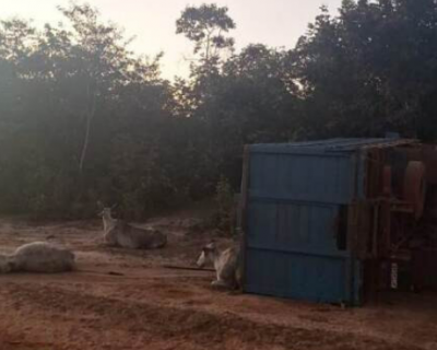 Motorista morre ap�s caminh�o carregado de gado tombar