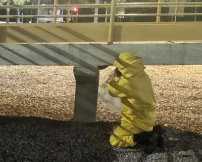 Bombeiros capturam abelhas e resgatam gato preso em �rvore de cinco metros