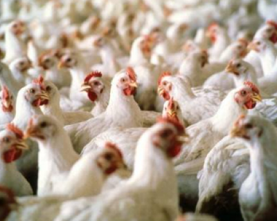 M�xico suspende importa��es de frango do Brasil ap�s caso de gripe avi�ria