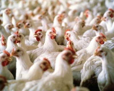 Mais tr�s pa�ses suspendem importa��o de carne de aves do Brasil
