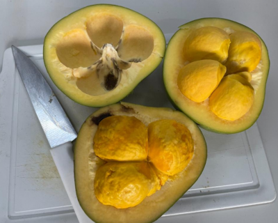 Pesquisadores estudam o potencial do leo de pequi na cicatrizao e regenerao dos tecidos da pele