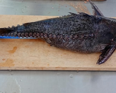 Cepesca define novas regras para pescador profissional descaracterizar o peixe abotoado