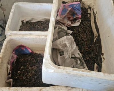 Opera��o realizada em Cuiab� e Santo Ant�nio de Leverger apreende 2,8 mil unidades de iscas vivas