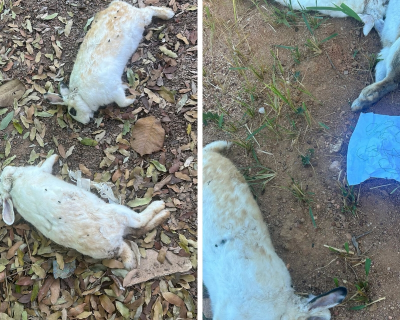 Coelhos usados em terapia na Apae em Peixoto de Azevedo so mortos com requintes de crueldade