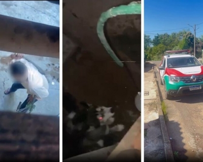 Cachorro v�tima de maus-tratos � resgatado em V�rzea Grande ap�s den�ncia de vizinhos