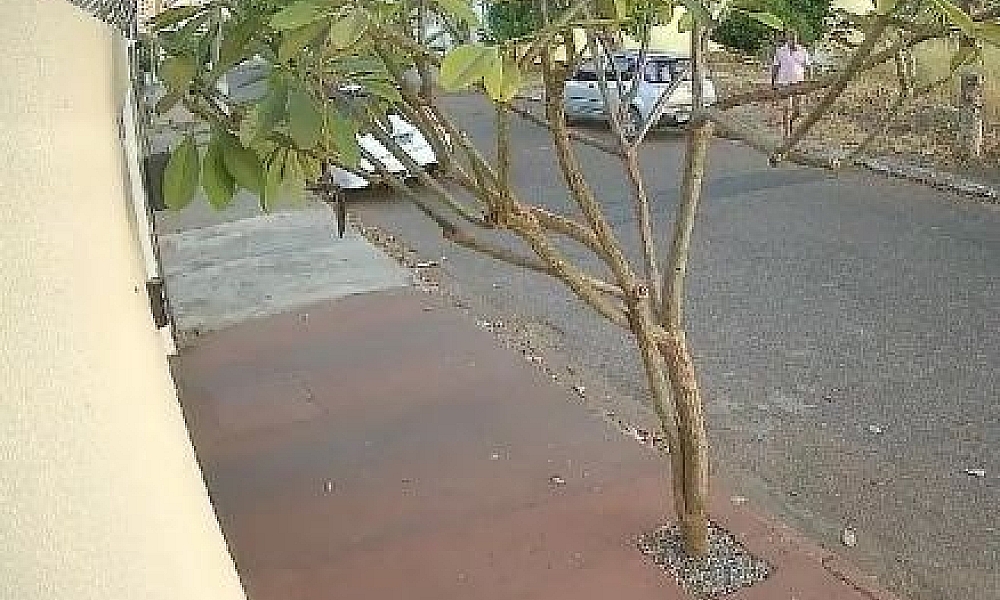 Câmera flagra homem matando gato com golpe de machado