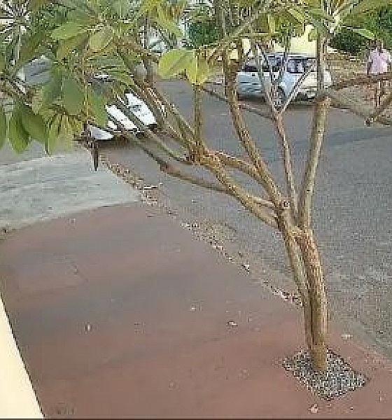 Câmera flagra homem matando gato com golpe de machado