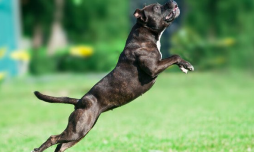 CRIANÇA É ATACADA POR PIT-BULL, E DONO DO ANIMAL ACABA PRESO