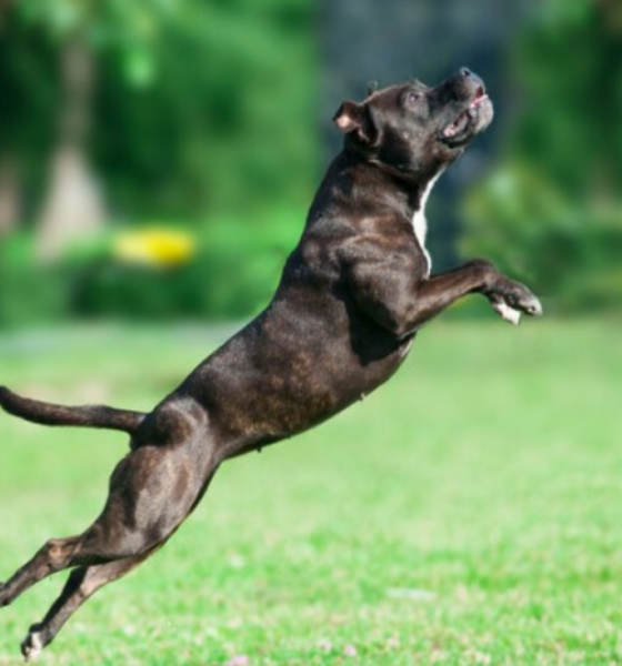 CRIANÇA É ATACADA POR PIT-BULL, E DONO DO ANIMAL ACABA PRESO