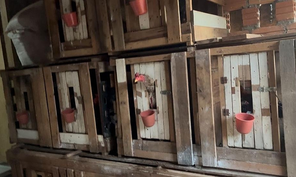 Operação Rooster: Polícia Civil prende líder de facção, apreende drogas e fecha rinha de galo em Campos de Júlio