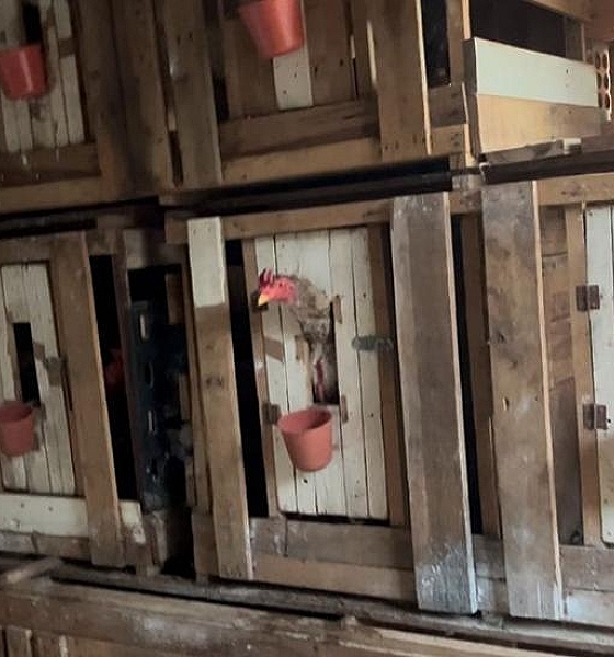 Operação Rooster: Polícia Civil prende líder de facção, apreende drogas e fecha rinha de galo em Campos de Júlio