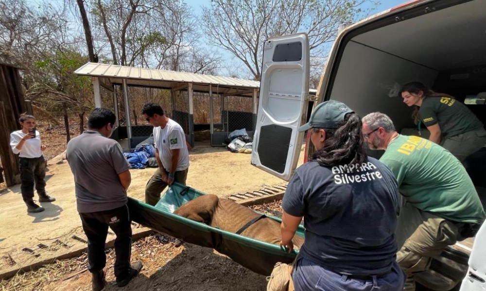 Sema realiza capacitação para manejo e contenção de fauna durante incêndios florestais