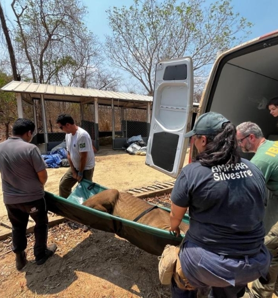 Sema realiza capacitação para manejo e contenção de fauna durante incêndios florestais