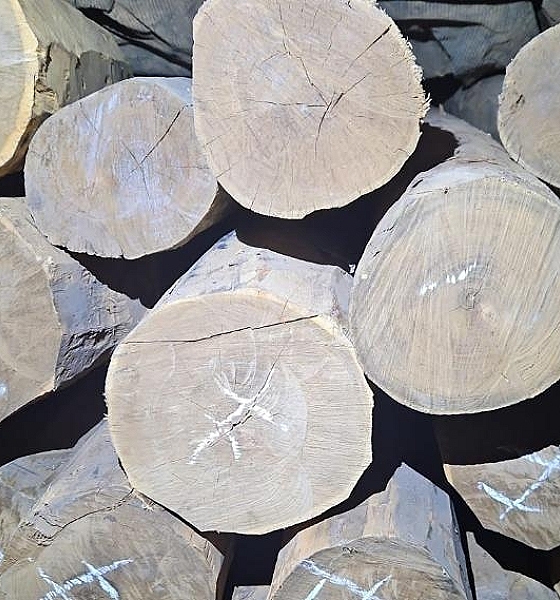 Polícia Civil intensifica trabalho de enfrentamento ao crime ambiental em Comodoro