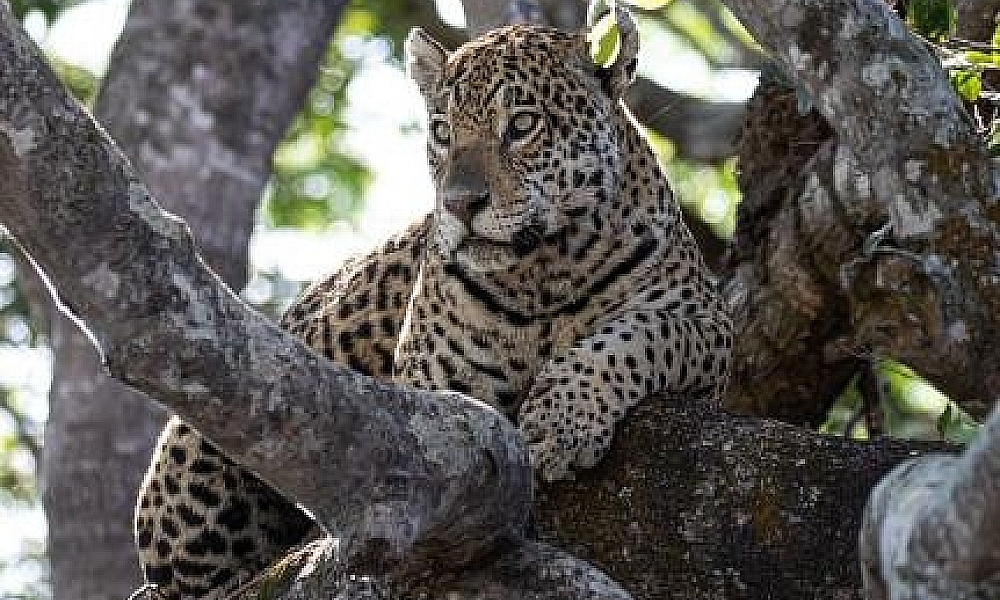 Em procedimento raro, onça-pintada é taxidermizada em laboratório da UFR
